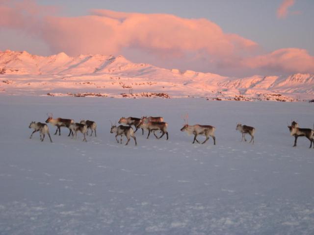 Dilksnes Guesthouse Höfn Kültér fotó