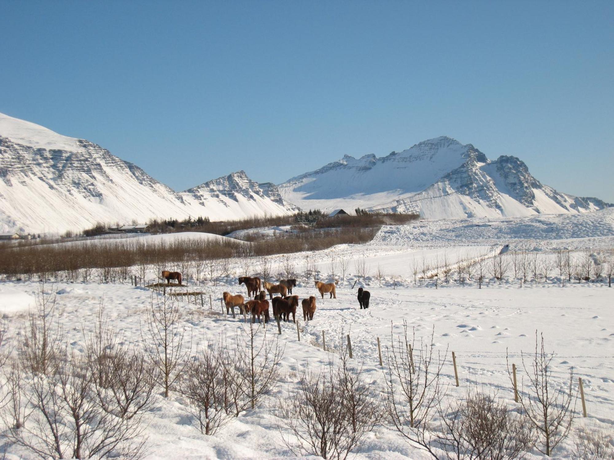 Dilksnes Guesthouse Höfn Kültér fotó